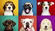 طول عمر نسبی نژادهای مختلف سگ چقدر است؟