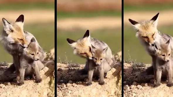  مشاهده روباه گوش سیاه به همراه توله اش در تالاب میقان