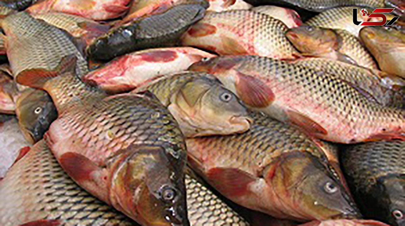 بیش از 4 تن ماهی غیرقابل مصرف در دزفول معدوم شد