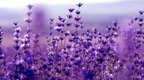 آرامش اعصاب با 5 گیاه پرمصرف