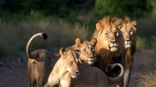 فیلم جدال وحشتناک شیرهای ماده با شیر جوان بی تجربه ! / حیرت می کنید