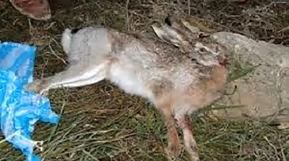 قاتل خرگوش در همدان دستگیر شد