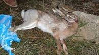 قاتل خرگوش در همدان دستگیر شد