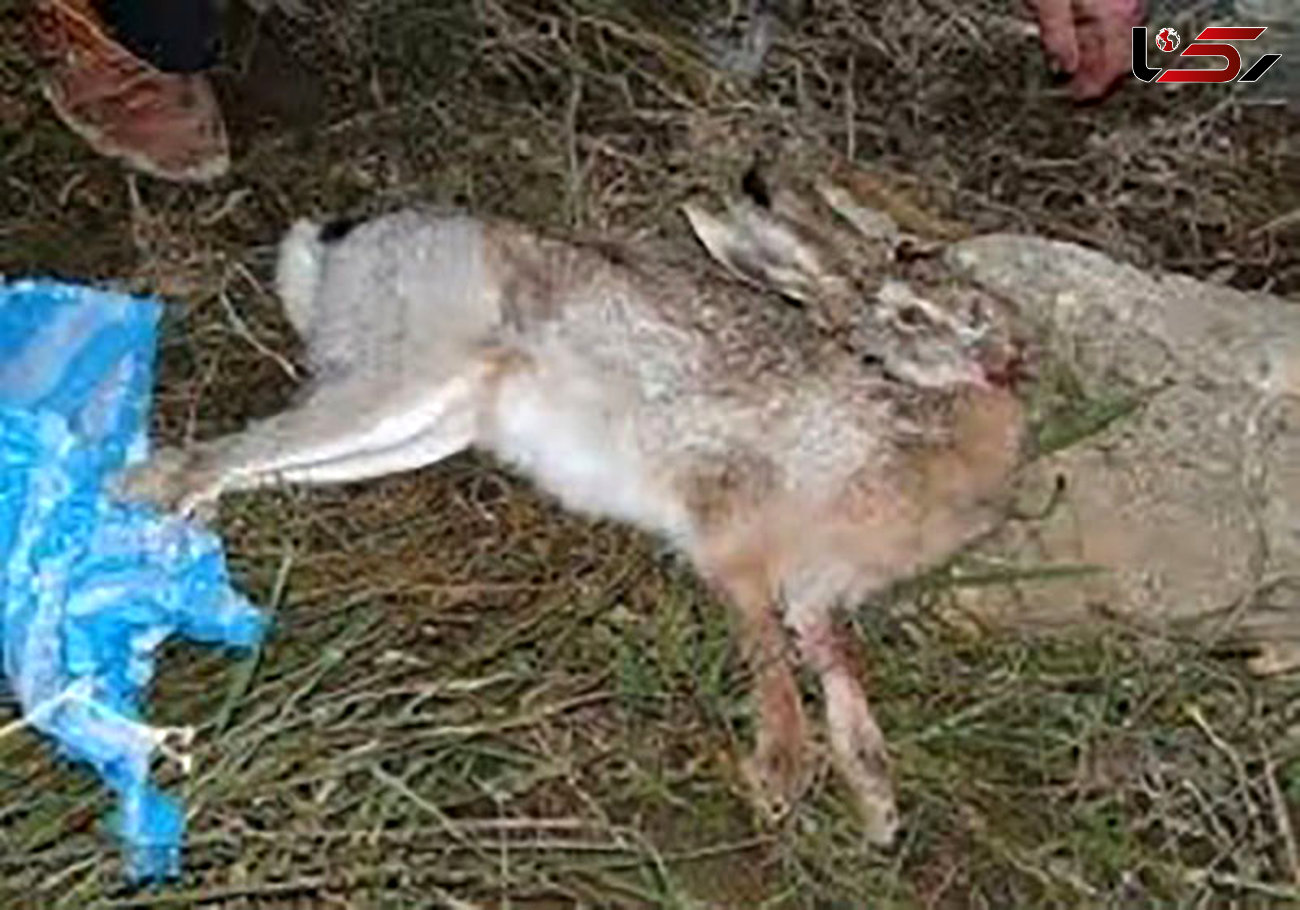 قاتل خرگوش در همدان دستگیر شد