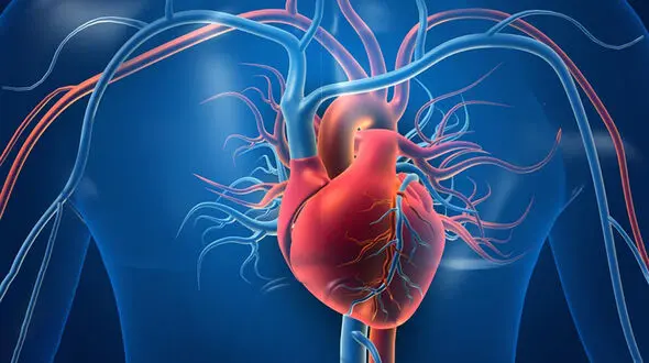 ببینید / نمایش دقیق کارکرد قلب + فیلم