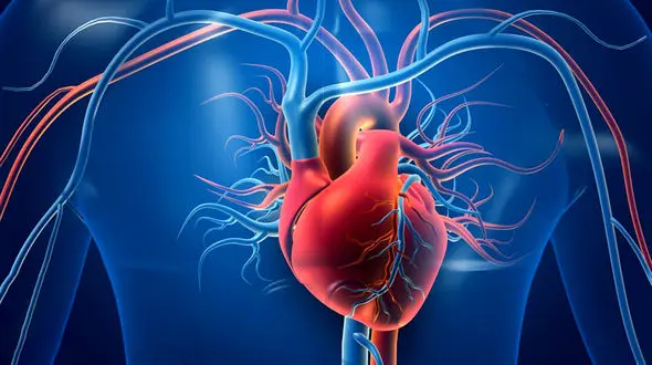 ببینید / نمایش دقیق کارکرد قلب + فیلم