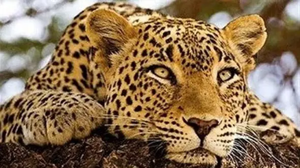 نزدیک‌ترین فاصله به پلنگ ایرانی / تصویر زیبا و رکورددار پلنگ جوان را ببینید