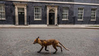 قدم زدن روباه در مقابل ساختمان مقر نخست وزیری بریتانیا + عکس