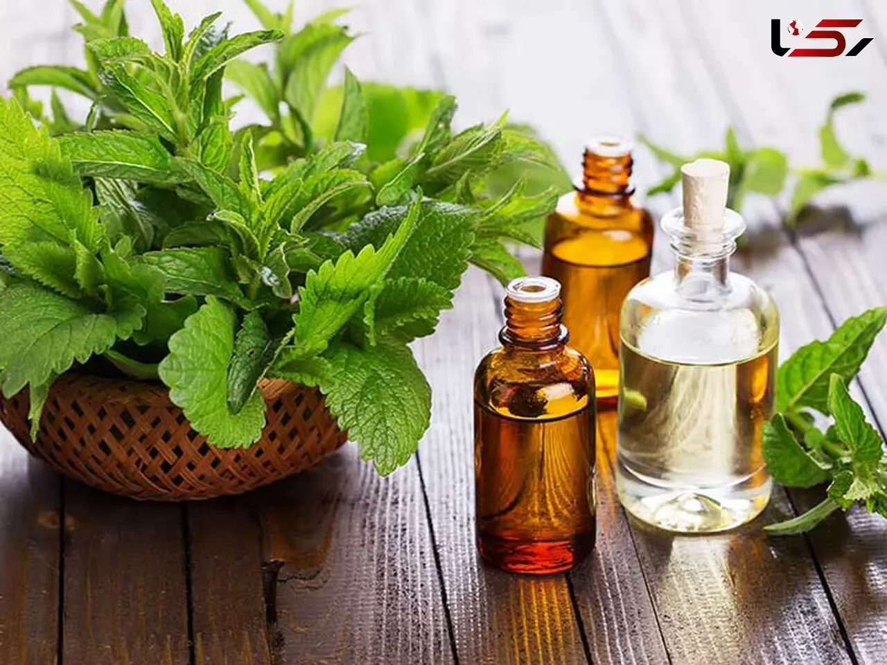 رفع خشکی ناخن با روغن درخت چای