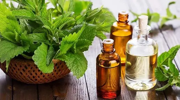 رفع خشکی ناخن با روغن درخت چای