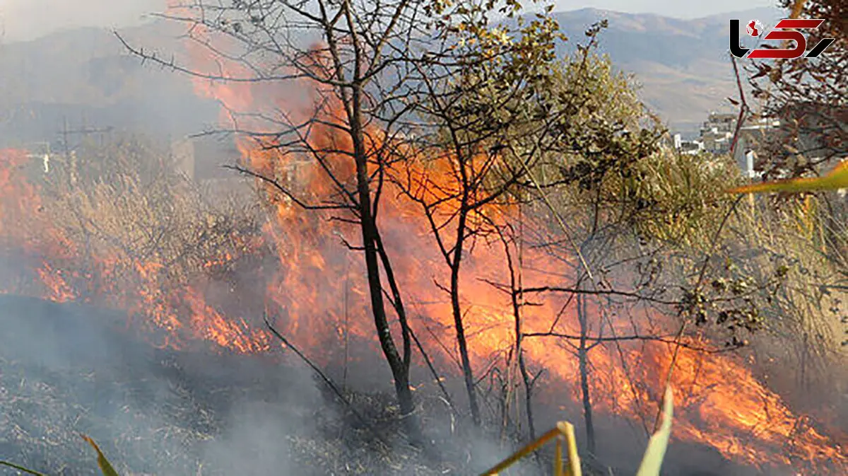 رئیس سازمان منابع طبیعی: دخالت انسان در آتش سوزی الیت قطعی است