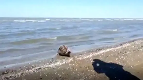 رهاسازی فوک خزری در میانکاله + فیلم