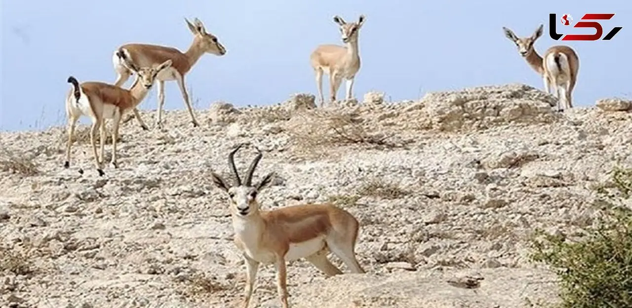 شکارچیان بفرمایید؛ اینجا محیط‌بان ندارد 