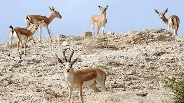 شکارچیان بفرمایید؛ اینجا محیط‌بان ندارد 