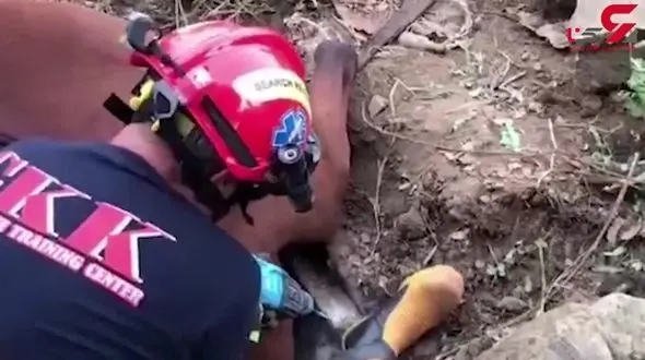 گیر افتادن اسب بدشانس در چاه فاضلاب +فیلم 