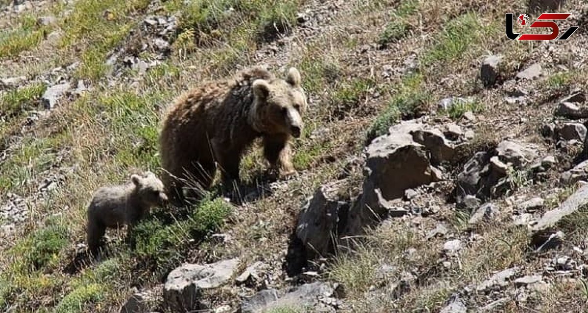 علت حمله خرس سبلان به چادر کوهنوردان 