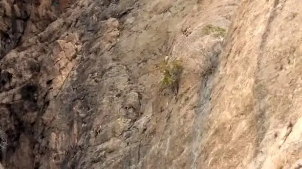 گَله‌‌های بز کوهی در سفید کوه خرم‌آباد+فیلم