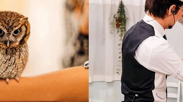 نوشیدن قهوه در کنار جغدهای دوست داشتنی و بانمک + عکس های دیدنی