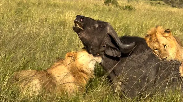 فیلم شکار شدن بوفالو توسط شیرها