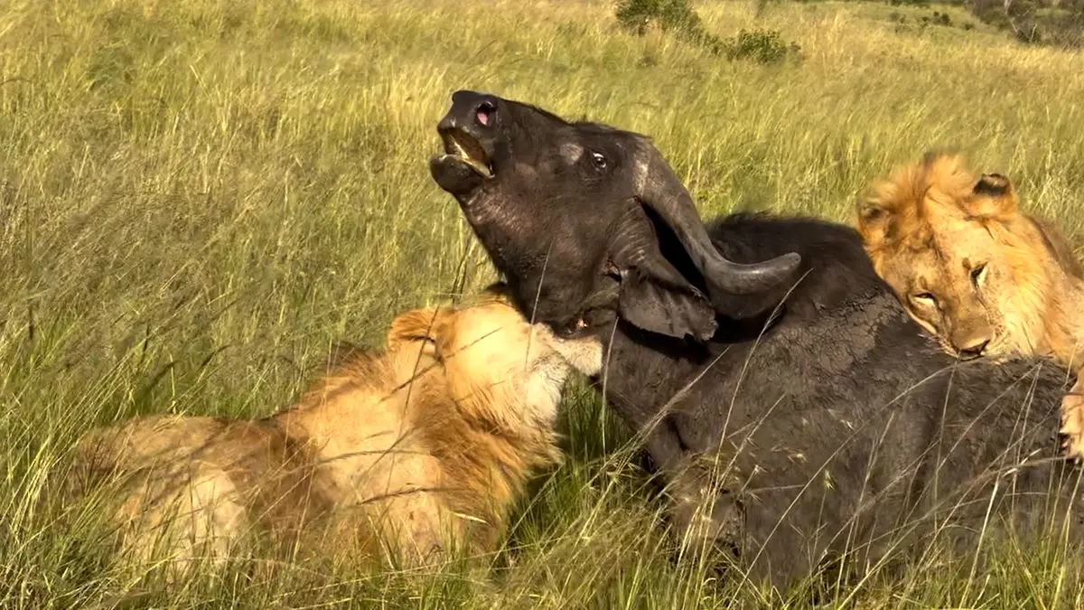 فیلم شکار شدن بوفالو توسط شیرها