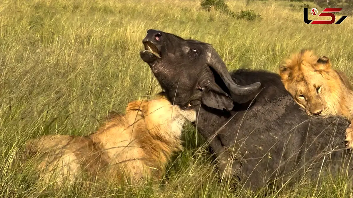 فیلم شکار شدن بوفالو توسط شیرها