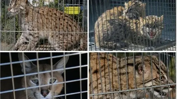 بزرگ‌ترین کشف قاچاق حیات‌وحش: توقیف 30 هزار حیوان زنده در 134 کشور