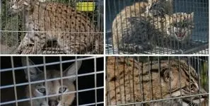 بزرگ‌ترین کشف قاچاق حیات‌وحش: توقیف 30 هزار حیوان زنده در 134 کشور