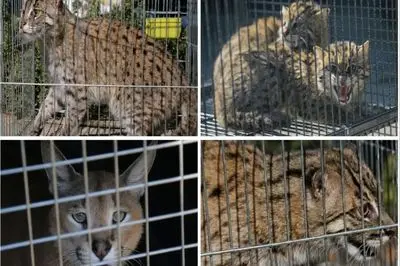 بزرگ‌ترین کشف قاچاق حیات‌وحش: توقیف 30 هزار حیوان زنده در 134 کشور