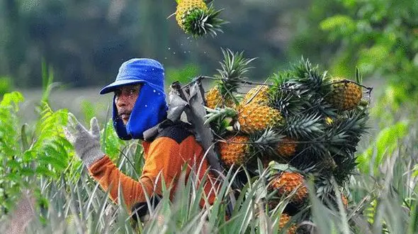 برداشت آناناس در مزرعه + فیلم