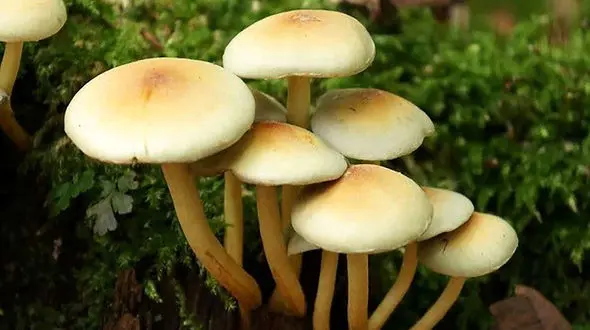 مسمومیت ۱۸۰ نفر بر اثر مصرف قارچ‌های سمی/فوت یک نفر 