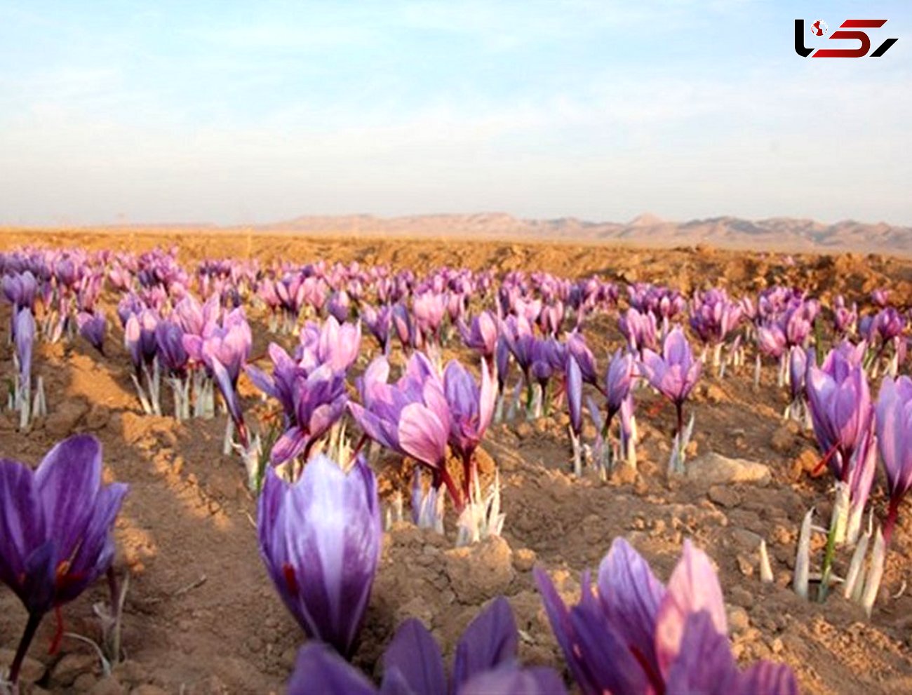 پیش‌بینی تولید بیش از 250 کیلوگرم زعفران در بیجار_ کردستان