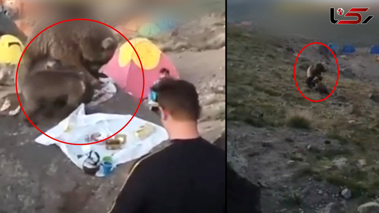 صبحانه خوردن 2 خرس ایرانی سر سفره گردشگران + فیلم شوک آور از اردبیل