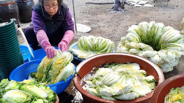 کیمچی سنتی کره‌ای؛ تجربه‌ای دل‌انگیز در روستایی سرسبز + فیلم