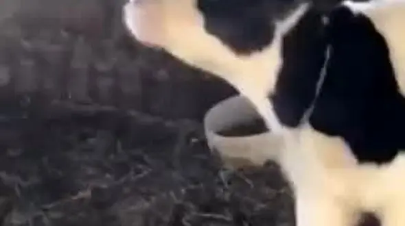 فیلم / با دیدن این گوساله شوکه می شوید !