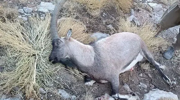 جریمه سنگین برای شکارچی بزکوهی در قروه