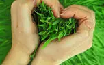 ببینید / نماهنگ "سال نو" با صدای محسن ابراهیم زاده به مناسبت سیزده بدر + فیلم