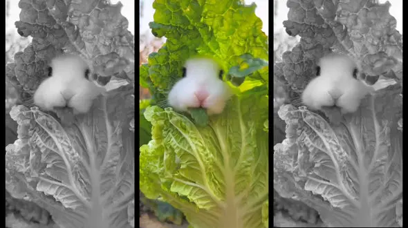 این خرگوش در کاهو غرق شد + فیلم