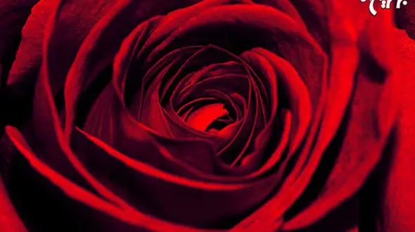 هر رنگ گل رز چه معنایی دارد؟