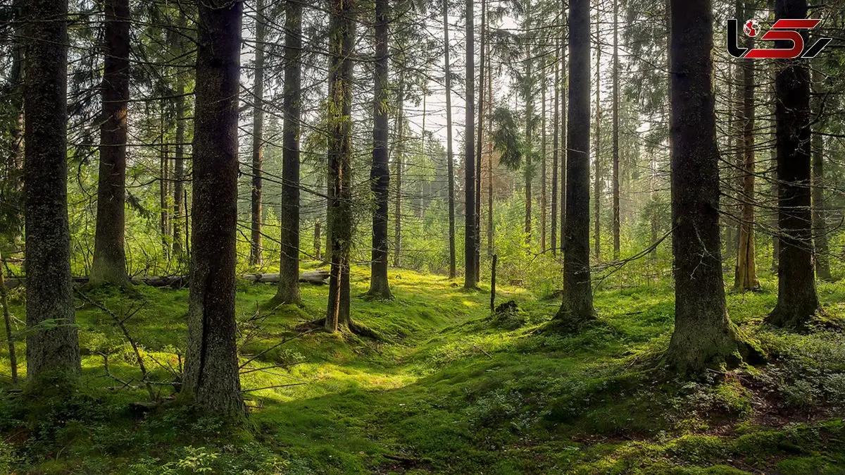 آیا درختان هم رنج می‌ کشند؟ پرسشی که نگاه ما را تغییر می‌ دهد