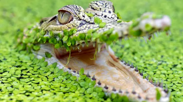 چوپان باهوش با گاز گرفتن پلک تمساح جان خودش را نجات داد