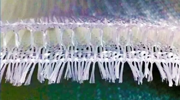 Iran joins club of producers of 3D woven glass composites