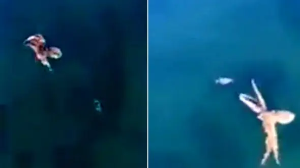 رقص مرگبار اختاپوس گرسنه + فیلم و عکس