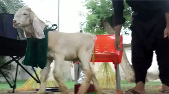 این بزغاله‌ عجیب ترین در جهان است + عکس گوش‌های نیم‌متری