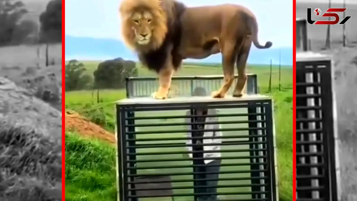 فیلم لحظه هیجان‌انگیز مواجهه انسان با شیر نر