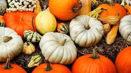 رازهای کدو تنبل و تخمه آن؛ بیشتر از یک میوه برای هالووین
