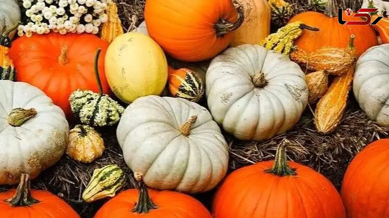 رازهای کدو تنبل و تخمه آن؛ بیشتر از یک میوه برای هالووین