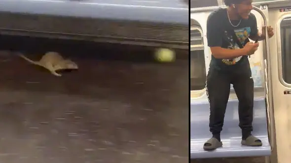 ببینید / موش مترو را به هم ریخت + فیلم جنجالی