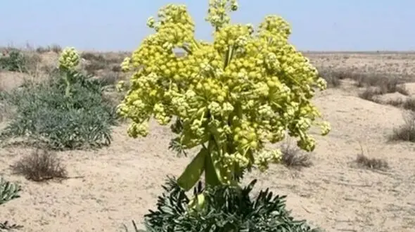 آنغوزه؛ طلای سبز با ارزش بالای 10 میلیون