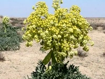 آنغوزه؛ طلای سبز با ارزش بالای 10 میلیون