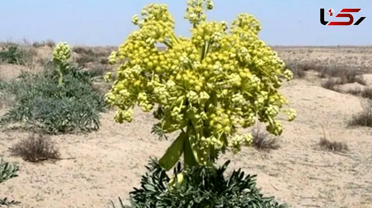 آنغوزه؛ طلای سبز با ارزش بالای 10 میلیون
